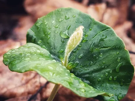 termine-kraueterfuehrungen-buchenkeimling-bielefeld