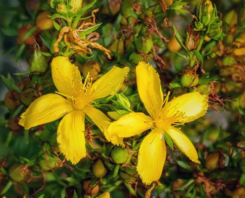 termine-kraueterfuehrungen-johanniskraut-bielefeld