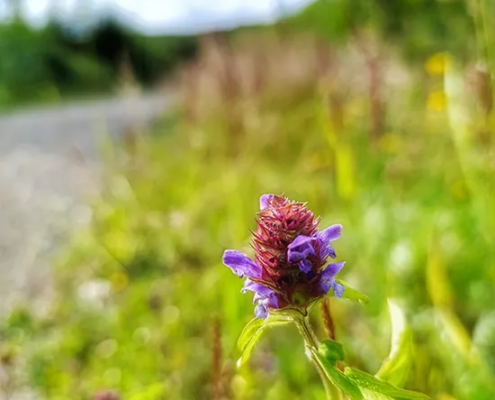 termine-kraueterwanderung-ostwestfalen-bielefeld