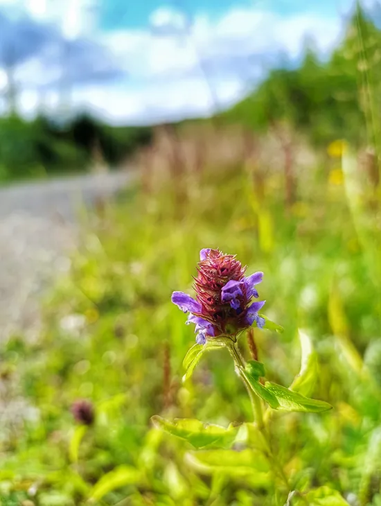 termine-kraueterwanderung-ostwestfalen-bielefeld