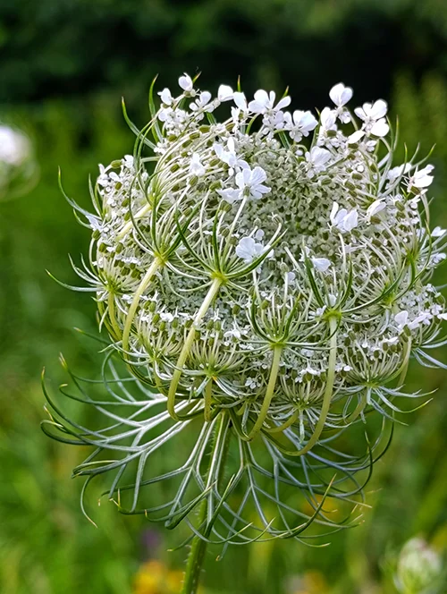 Wilde Möhre (Daucus carota) – heimisches Wildkraut