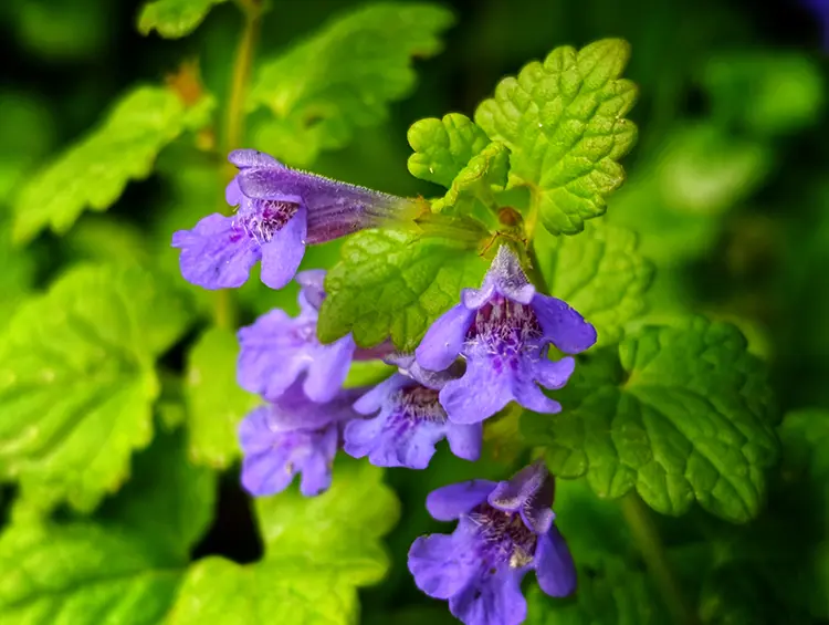 Gundermann (Glechoma hederacea) – heimisches Wildkraut.