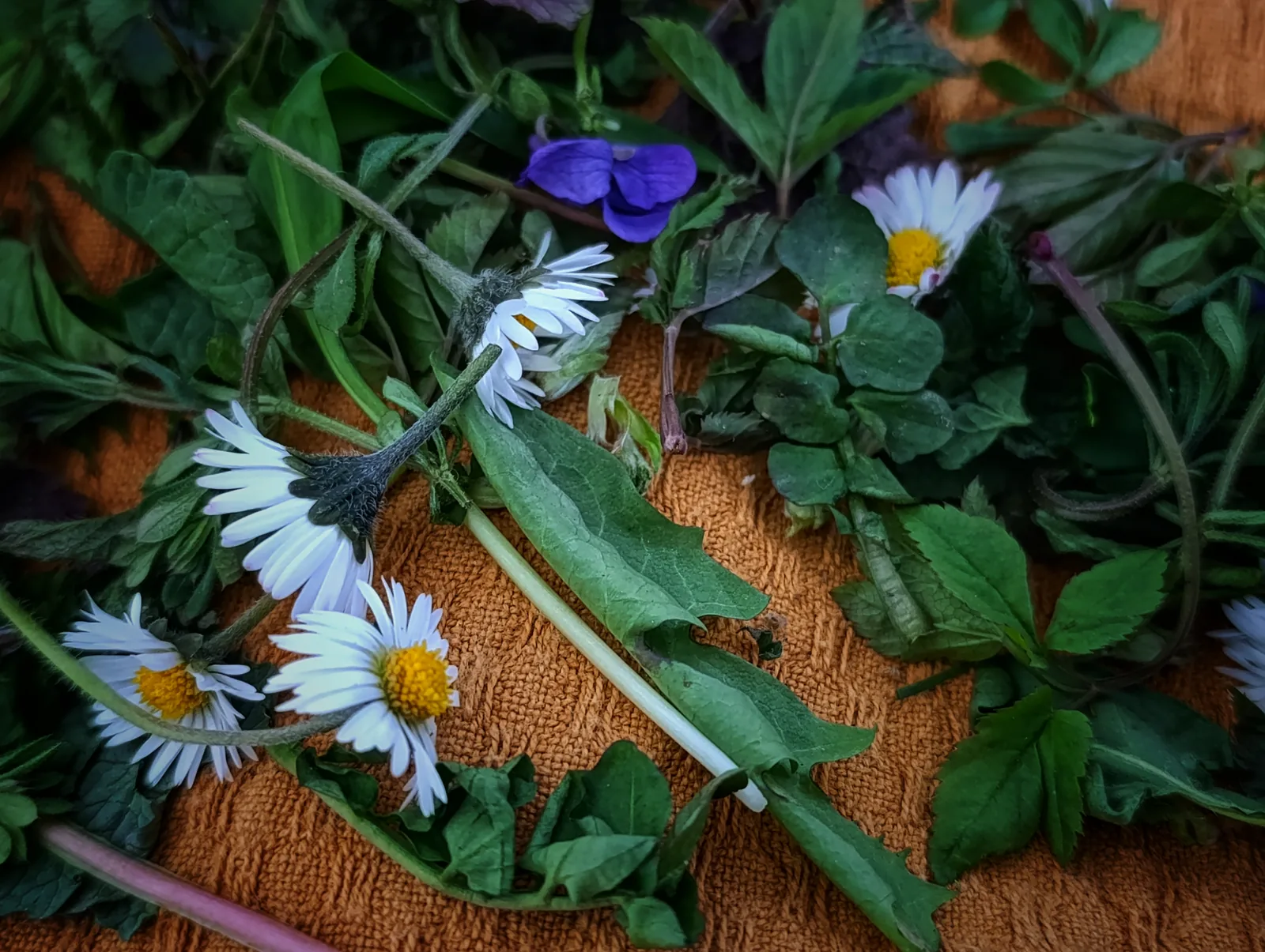 Frisch gesammelte Wildpflanzen auf einem Tuch